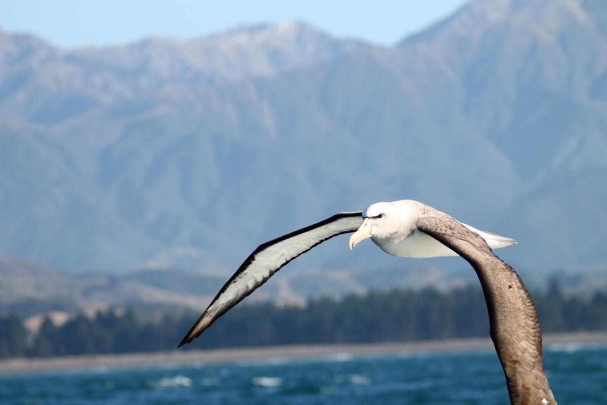 Shy Albatross (Thalassarche cauta)